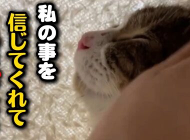 保護した妊婦猫…ついにその瞬間が訪れました