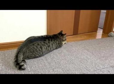 【保護猫】子猫の成長は早い～保護から5倍の○㎏になりました