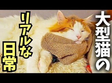 僕はメインクーンのセテのyoutubeを5年半続けてきて思っていること【理想と現実】