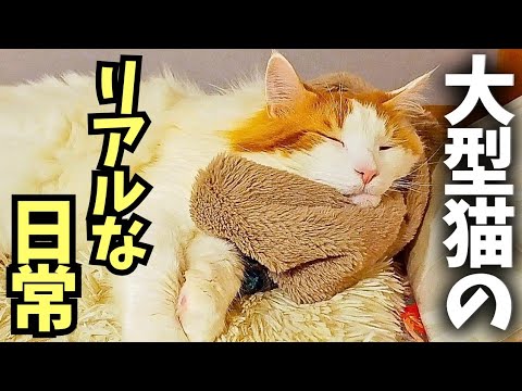 僕はメインクーンのセテのyoutubeを5年半続けてきて思っていること【理想と現実】