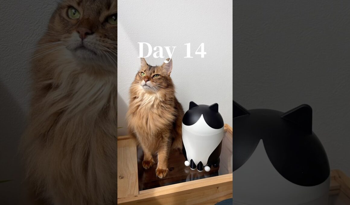 猫飼い必見！IKEAで「買ってよかった」ベスト3