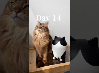 猫飼い必見！IKEAで「買ってよかった」ベスト3