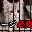 サイベリアン子猫は大変？迎える前に準備したこと、ケージの注意点