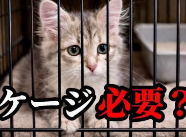 サイベリアン子猫は大変？迎える前に準備したこと、ケージの注意点