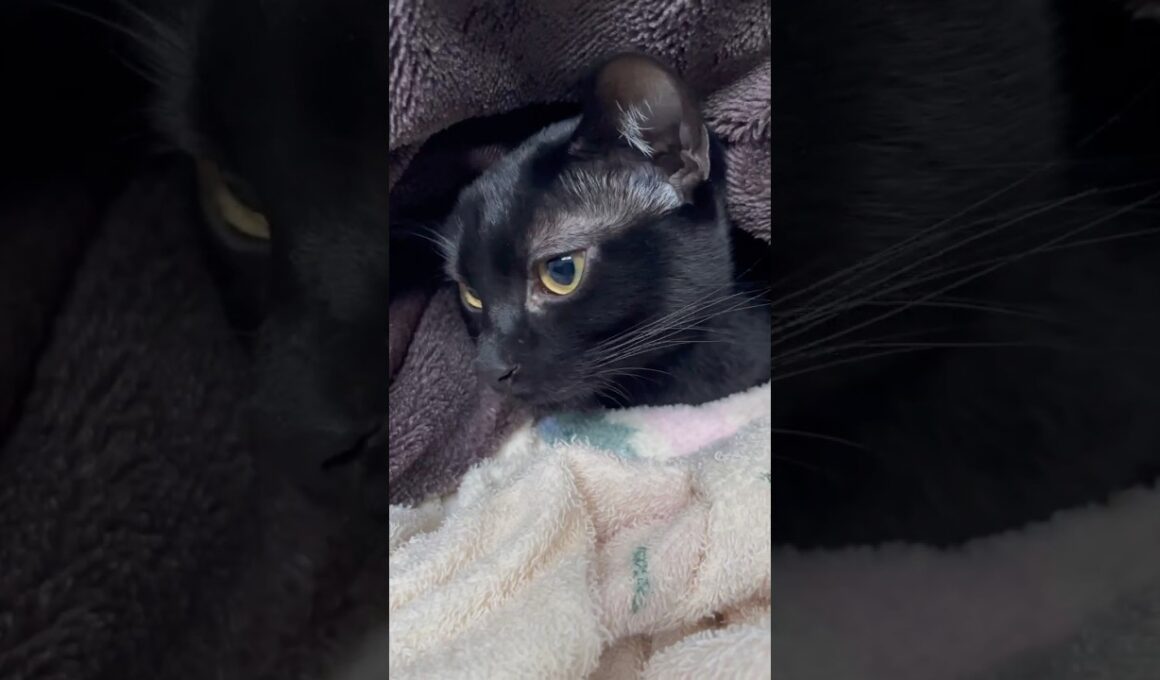 埋もれる黒猫ボンベイ　#cat #ねこ #ねこのいる暮らし #ねこのいる生活 #ねこ動画 #猫 #猫好きさんと繋がりたい #かわいい #甘えん坊