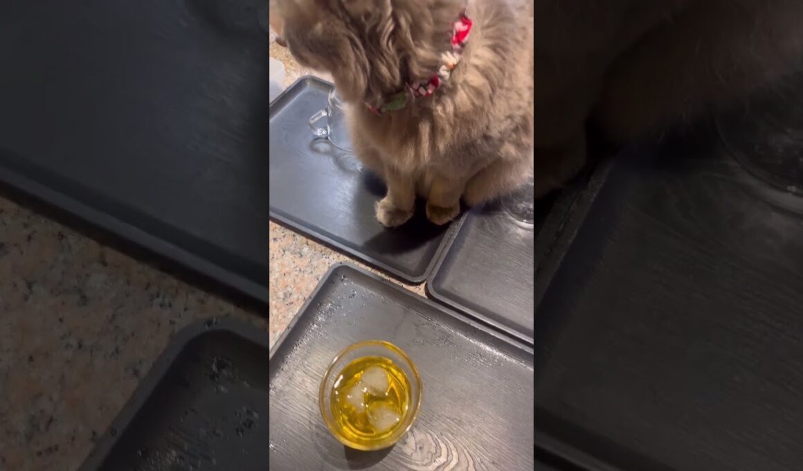 一杯やりたい #ねこ動画 #アメリカンカール