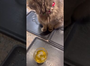 一杯やりたい #ねこ動画 #アメリカンカール