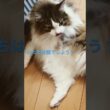 ふさちゃんの毛繕い🐱#cats #pets #ノルウェージャンフォレストキャット #猫のいる暮らし #ノル猫5にゃんねる #猫 #cat