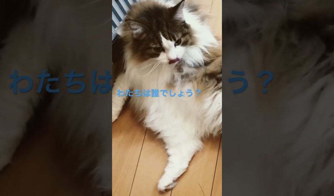 ふさちゃんの毛繕い🐱#cats #pets #ノルウェージャンフォレストキャット #猫のいる暮らし #ノル猫5にゃんねる #猫 #cat