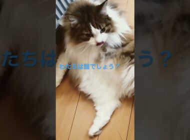 ふさちゃんの毛繕い🐱#cats #pets #ノルウェージャンフォレストキャット #猫のいる暮らし #ノル猫5にゃんねる #猫 #cat