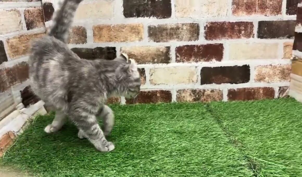 ペットショップcoo&riku No.00746922　アメリカンカール