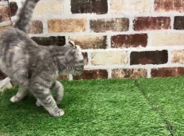 ペットショップcoo&riku No.00746922　アメリカンカール