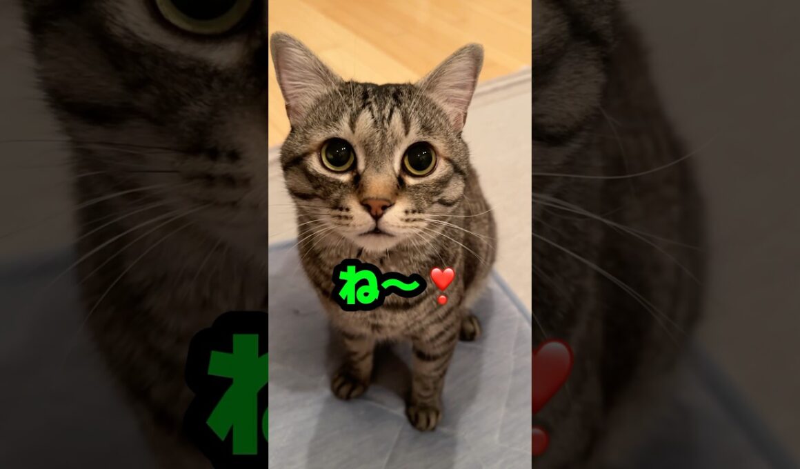 【猫の日】やっぱり可愛い「ね〜」がききたい🐈‍⬛ #猫 #cat #猫の日 #お喋り猫