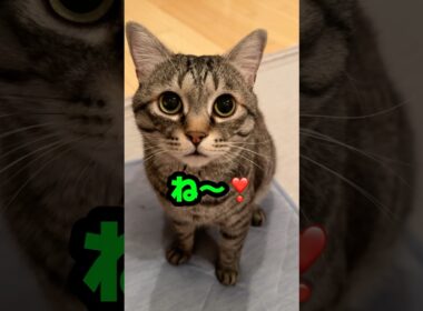 【猫の日】やっぱり可愛い「ね〜」がききたい🐈‍⬛ #猫 #cat #猫の日 #お喋り猫
