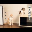 温度差がある先住猫と子猫