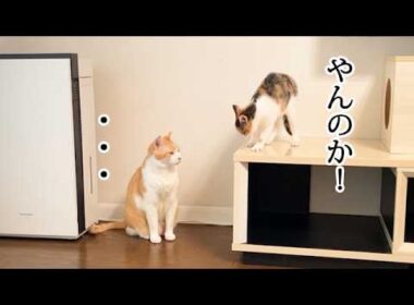 温度差がある先住猫と子猫