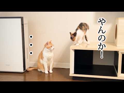 温度差がある先住猫と子猫
