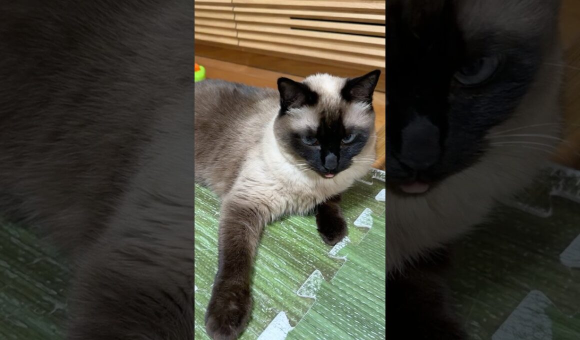 シャム猫のふくさん【たぬき猫】 #cat #しゃむねこ #猫のいる暮らし #猫好きさんと繋がりたい #ねこ #cutecat #cat