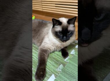 シャム猫のふくさん【たぬき猫】 #cat #しゃむねこ #猫のいる暮らし #猫好きさんと繋がりたい #ねこ #cutecat #cat