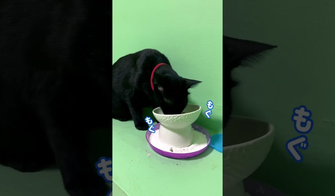 出会い頭に鉢合わせ飯 #shorts