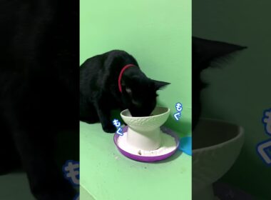 出会い頭に鉢合わせ飯 #shorts