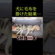 犬に毛布を掛けた結果...笑#shorts