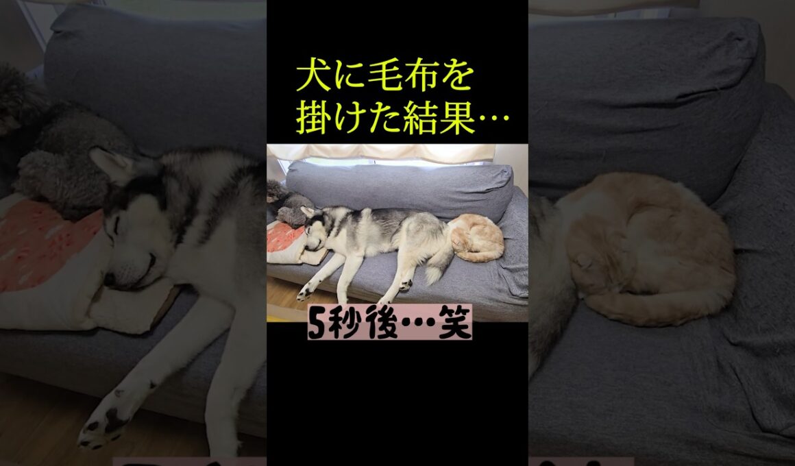 犬に毛布を掛けた結果...笑#shorts