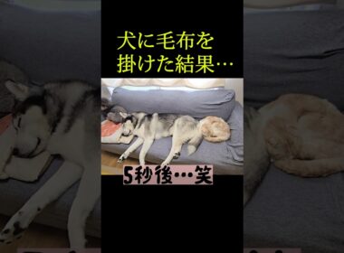 犬に毛布を掛けた結果...笑#shorts