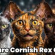 5 Rare Cornish Rex Cats You Won’t Believe Exist 😳