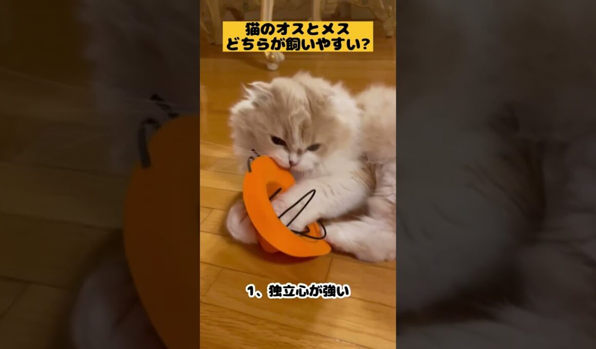 【猫のオスとメスどっちが飼いやすい】#雑学#スコティッシュフォールド#猫あるある#猫かわいい#猫動画#猫おもしろい#Cat#Shorts