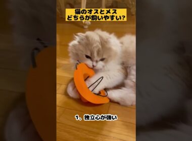 【猫のオスとメスどっちが飼いやすい】#雑学#スコティッシュフォールド#猫あるある#猫かわいい#猫動画#猫おもしろい#Cat#Shorts