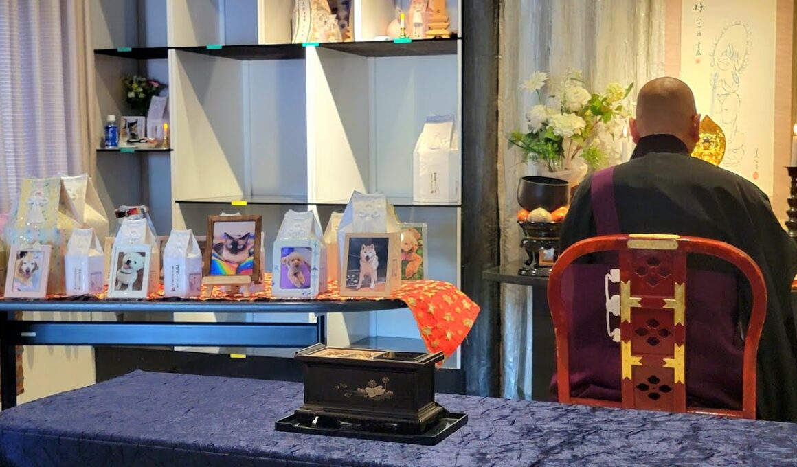 8年半一緒に過ごした故愛猫シャムエの供養【般若心経👼】