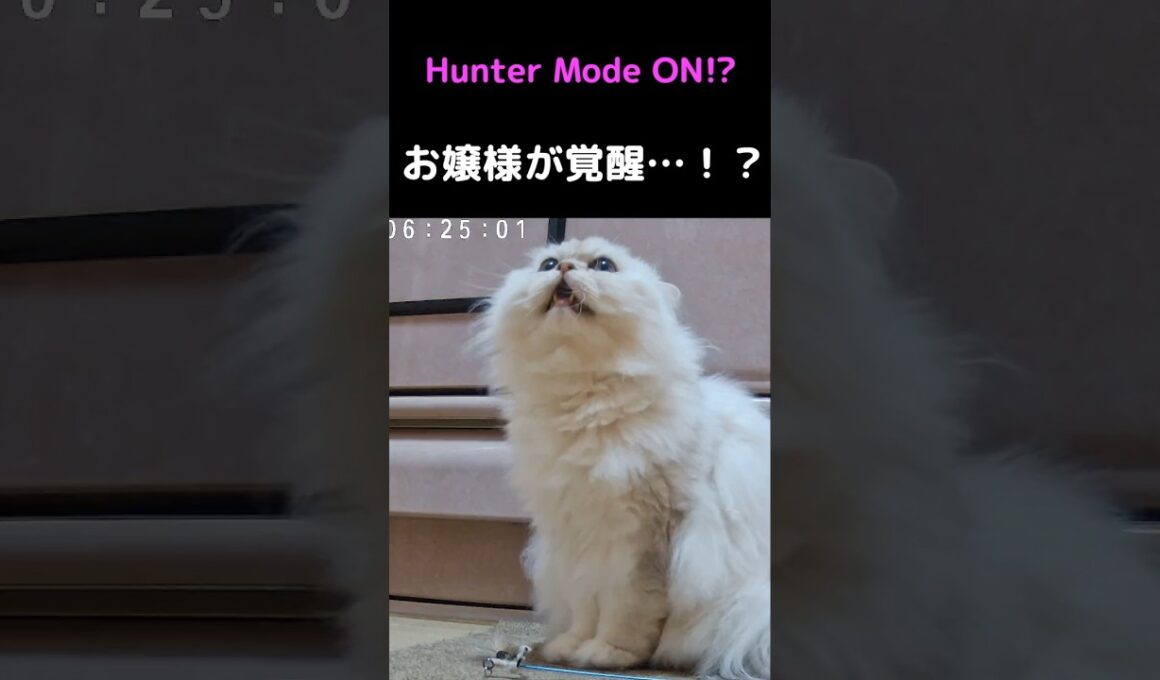 お姫様猫、朝だけハンターになる…🐱✨【ペルシャ猫ひめちゃん】#猫 #猫動画 #ペルシャ猫 #かわいい猫 #癒し #子猫 #猫のいる暮らし #ねこ #猫ショート #動物動画
