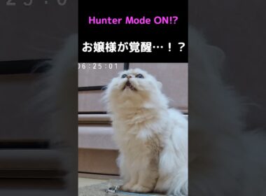 お姫様猫、朝だけハンターになる…🐱✨【ペルシャ猫ひめちゃん】#猫 #猫動画 #ペルシャ猫 #かわいい猫 #癒し #子猫 #猫のいる暮らし #ねこ #猫ショート #動物動画