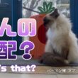 バーマン猫ガブ【なんの気配？】What's that?（バーマン猫）Birman/Cat