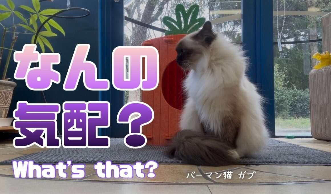 バーマン猫ガブ【なんの気配？】What's that?（バーマン猫）Birman/Cat