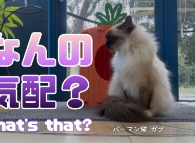 バーマン猫ガブ【なんの気配？】What's that?（バーマン猫）Birman/Cat