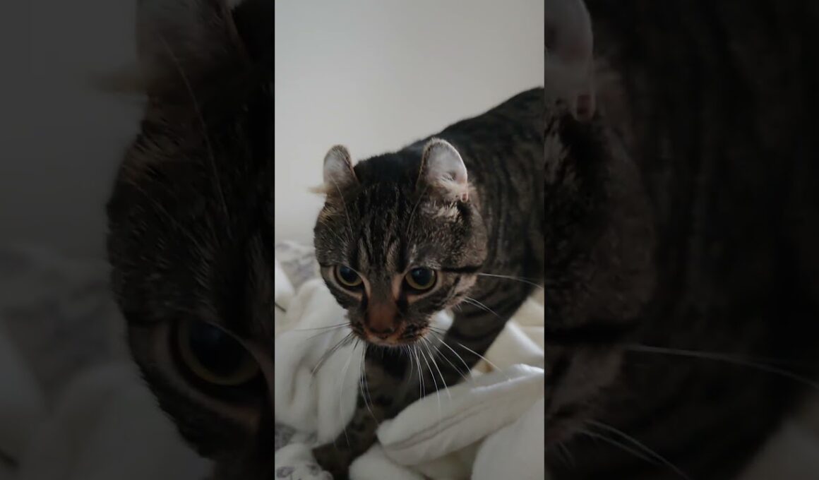 朝の腸活(腸もみ)#americancurl #アメリカンカール#猫のいる暮らし