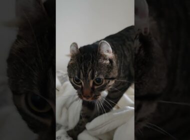 朝の腸活(腸もみ)#americancurl #アメリカンカール#猫のいる暮らし