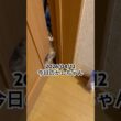 2026/04/12今日のかしちゃん #猫 #ペルシャ #カシス #cat #猫のいる暮らし