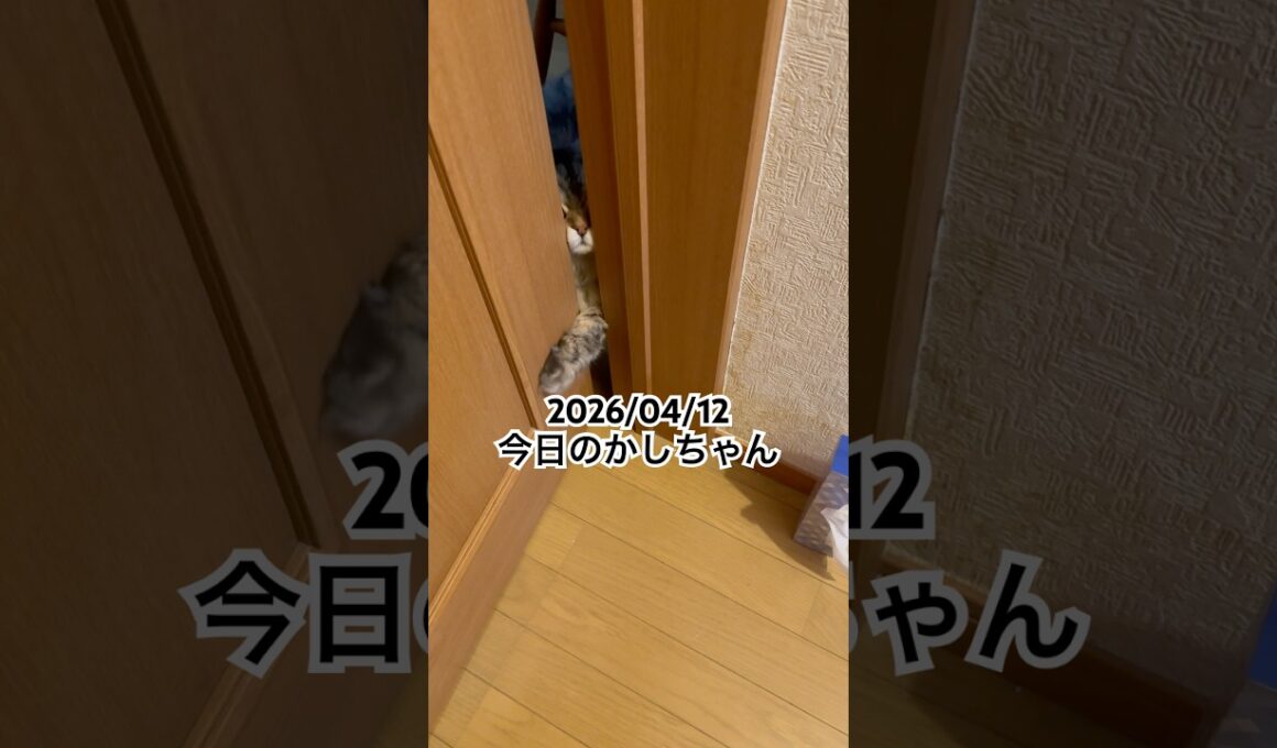 2026/04/12今日のかしちゃん #猫 #ペルシャ #カシス #cat #猫のいる暮らし