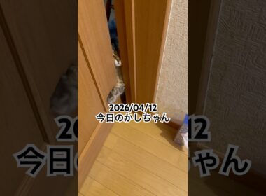 2026/04/12今日のかしちゃん #猫 #ペルシャ #カシス #cat #猫のいる暮らし