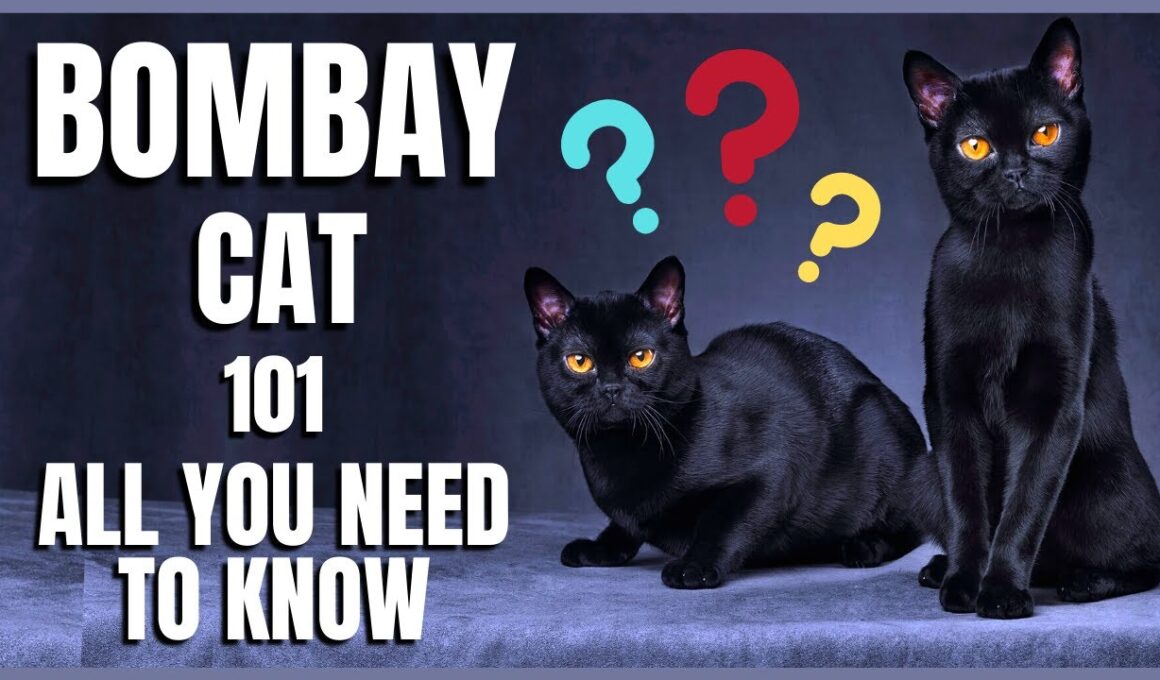Bombay Cat 101 : All You Need To Know