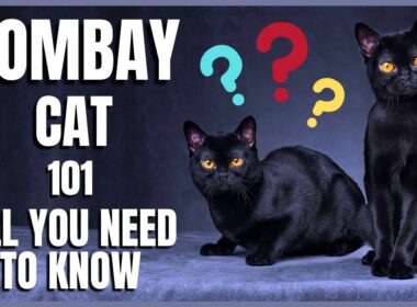 Bombay Cat 101 : All You Need To Know