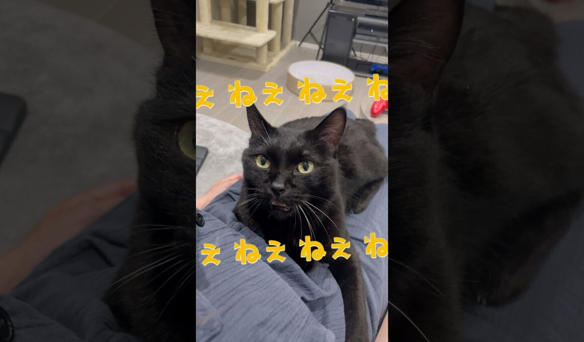 甘えん坊の黒猫つーちゃんの鳴き声にキュン💕　#黒猫 #cat #猫 #猫のいる暮らし #にゃんにゃんにゃん3兄弟