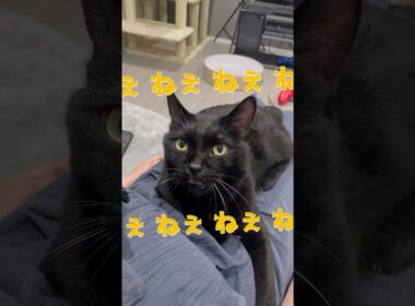 甘えん坊の黒猫つーちゃんの鳴き声にキュン💕　#黒猫 #cat #猫 #猫のいる暮らし #にゃんにゃんにゃん3兄弟