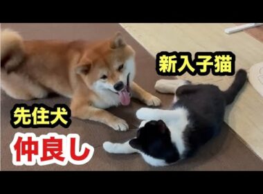 穏やかな犬に突っかかる子猫の嬉しいご報告！