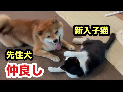 穏やかな犬に突っかかる子猫の嬉しいご報告！