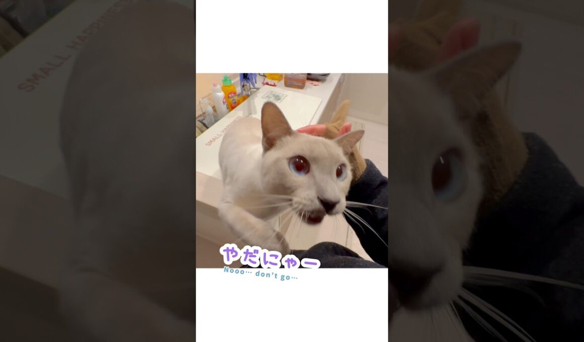 いってきますで引き止め、ただいまで離れない甘えん坊猫🐾【ジャンプ抱っこ・猫の鳴き声】