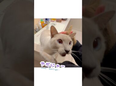 いってきますで引き止め、ただいまで離れない甘えん坊猫🐾【ジャンプ抱っこ・猫の鳴き声】